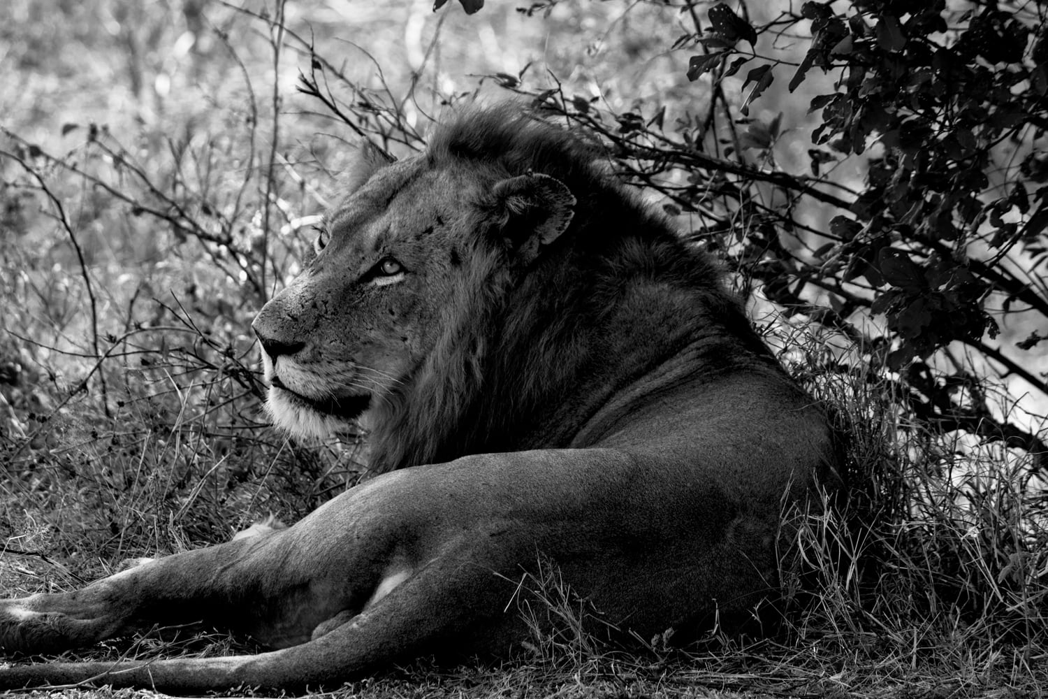A male lion lies on the ground in the shade, facing left. His mane is full and dark, and he gazes intently into the distance. The background shows tall grass and leafy branches, creating a natural, serene setting in black and white.