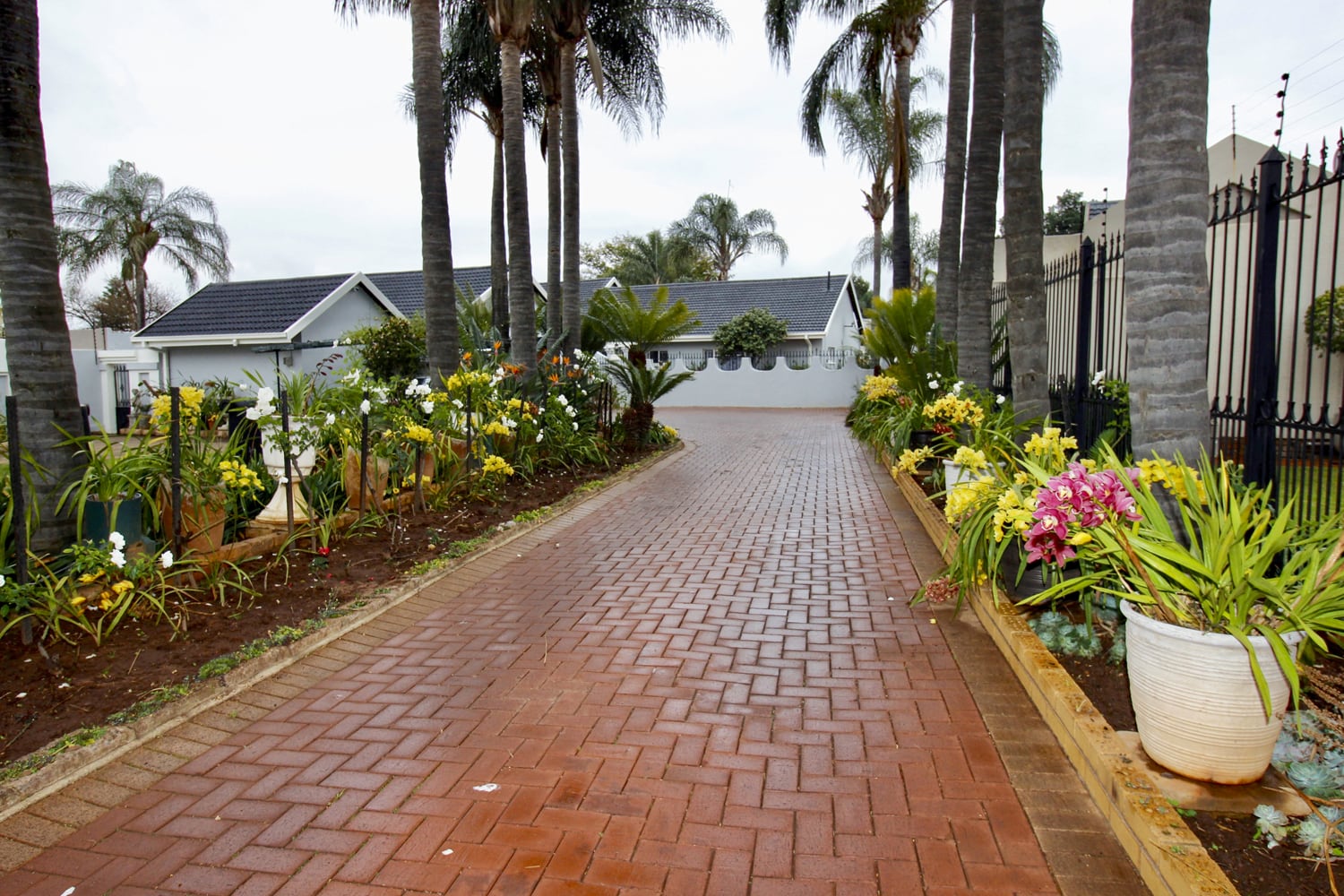 A wide brick drive lined with palm trees and vibrant flowering plants leads up to a white house with a dark roof. The garden beds on both sides are filled with yellow and purple flowers, and a large white planter sits on the right.